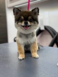 LA mobile pet grooming services offered *** (LA area