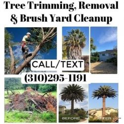 🌲🌴 TREE TRIMMING ┇ TREE REMOVAL ┇ PALMS, STUMP GRINDING 🌲🌴 (SAME DAY SERVICE CALL NOW!)