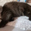 rehome black persian cat (Arcadia)
